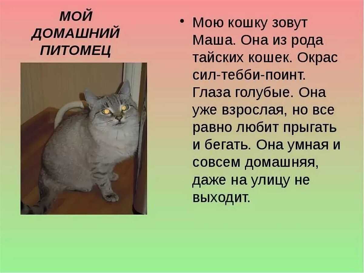 Сочинение на тему: забавный случай (4 варианта и 9 похожих топиков)