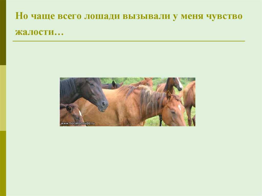 О чем плачут лошади описание. пересказ произведения "о чем плачут лошади" абрамова ф.а