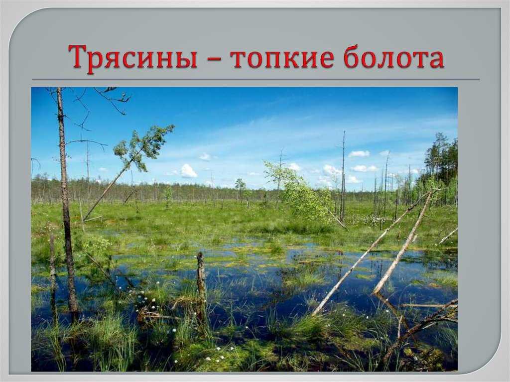 Чему учит сказка «кладовая солнца»: как не сгинуть в болоте, если тебе всего 10 лет?