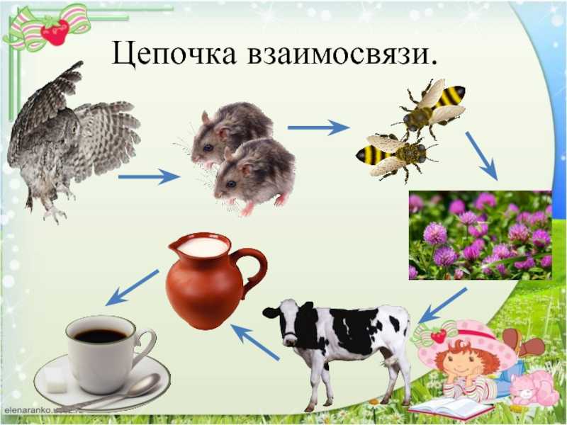 Бианки «сова» читать текст