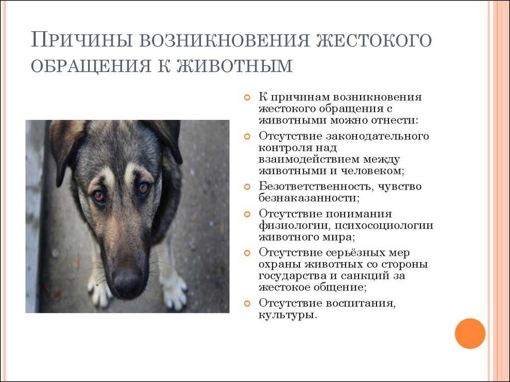 Может ли человек быть жестоким по отношению к братьям нашим меньшим? итоговое сочинение