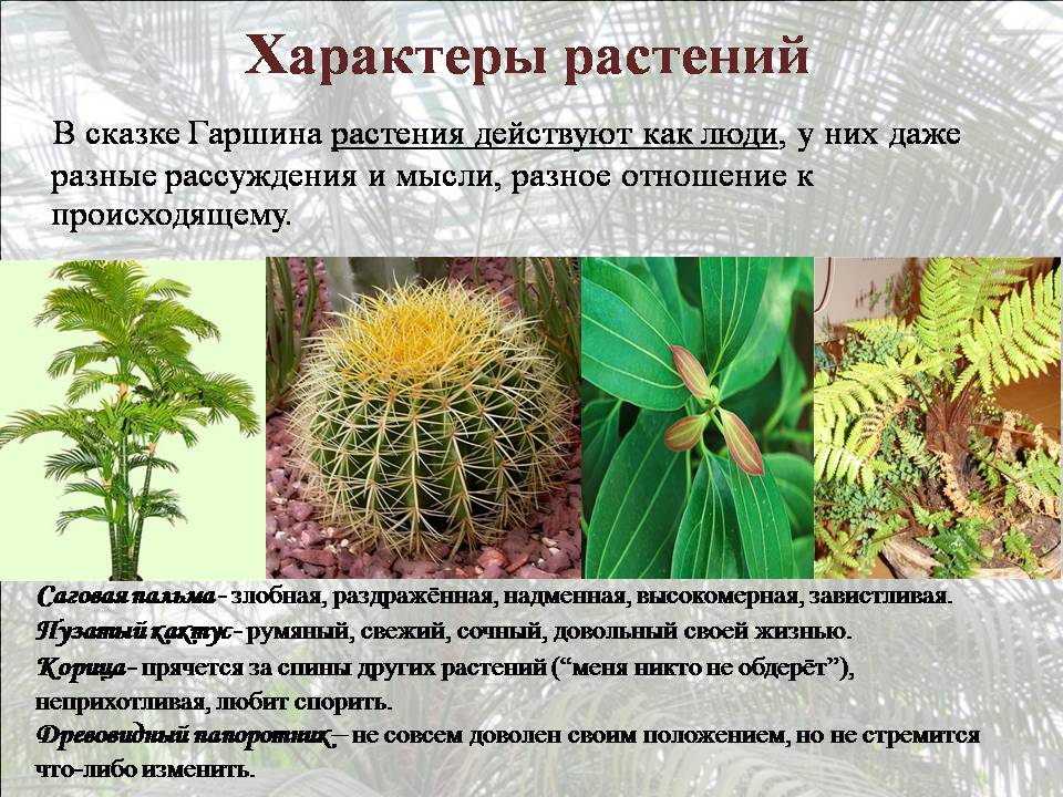 Символ и аллегория в «attalea princeps»