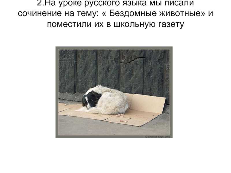 8 сочинений на тему «бездомные животные»
