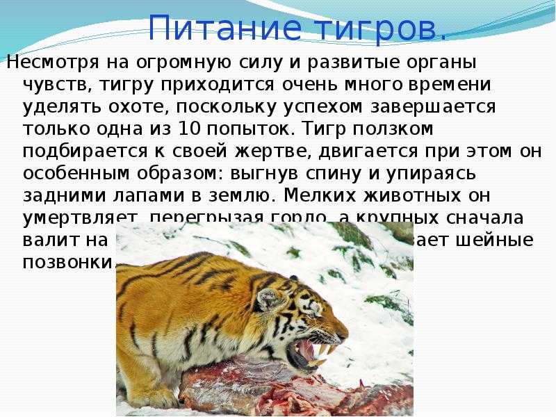 Тигр. виды тигров, образ жизни царственных хищников