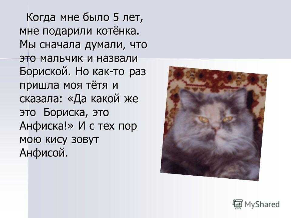 Мое любимое животное (рассказы о животных на английском)