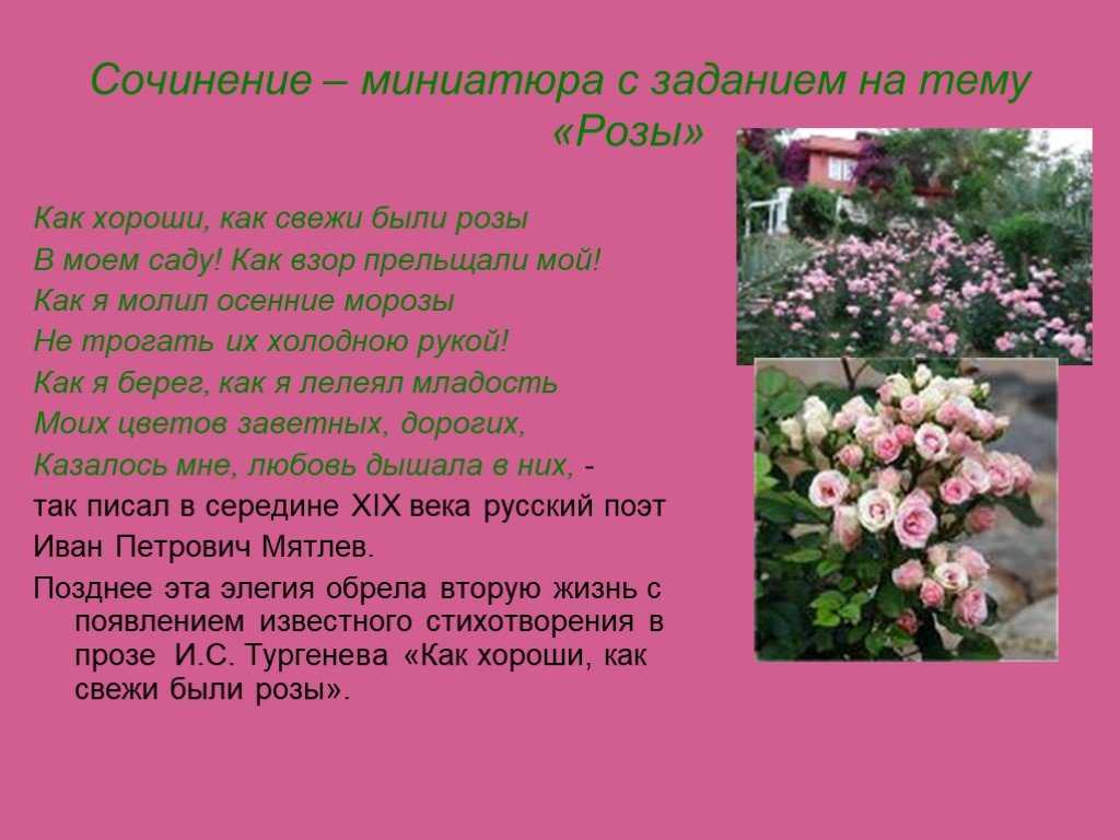 Сочинение рассуждение про цветы - лучшие сочинения