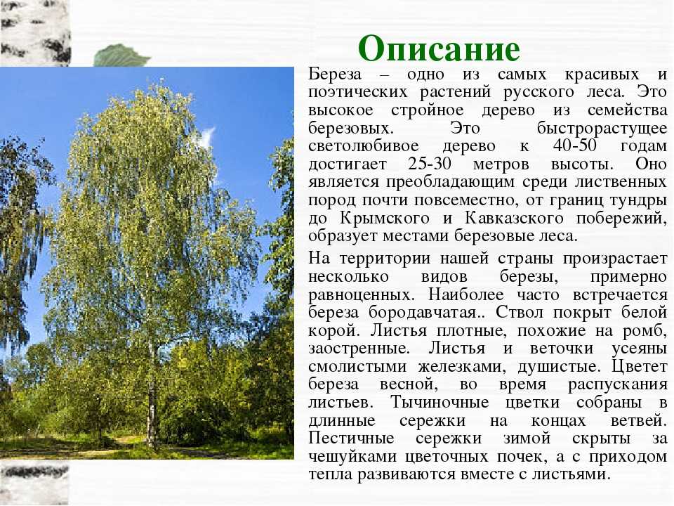 ✅ чем привлекает олеся в повести. «образ олеси в одноименной повести куприна - paruslife.ru