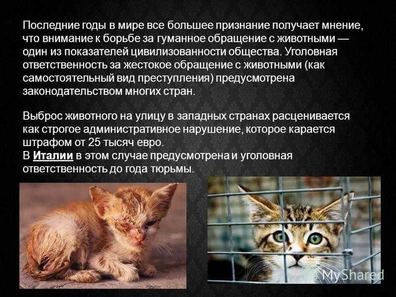 Почему некоторые люди не любят животных?