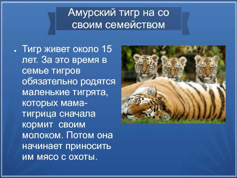 Доклад на тему амурский тигр сообщение (описание для детей)