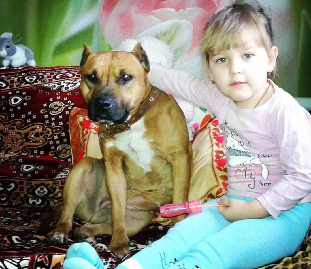 Сочинение собака  мое любимое животное 5 класс
