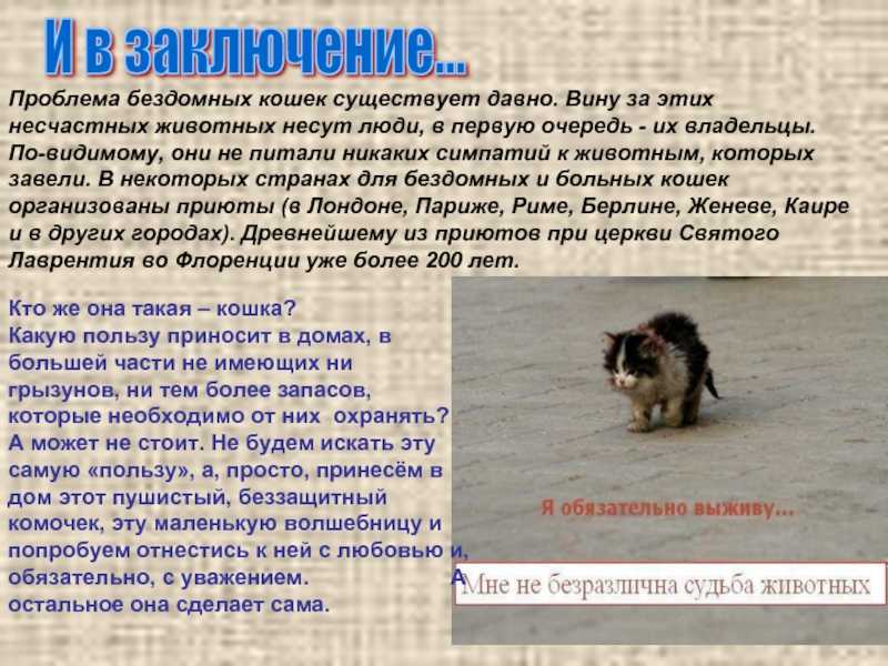 7 лучших сочинений на тему «бездомные животные»