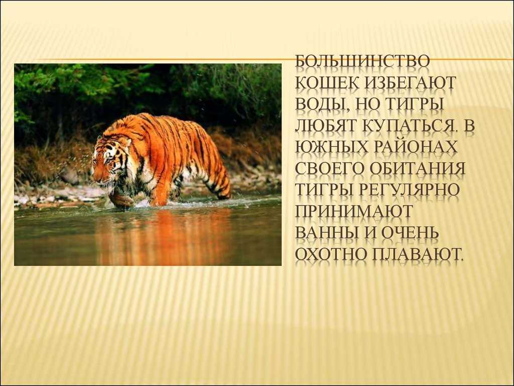 Царь зверей, фотографии льва, почему его называют царем