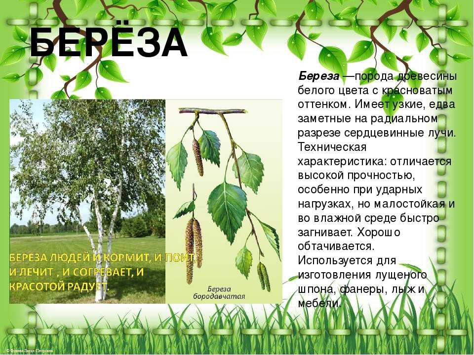 Маленький рассказ про березу