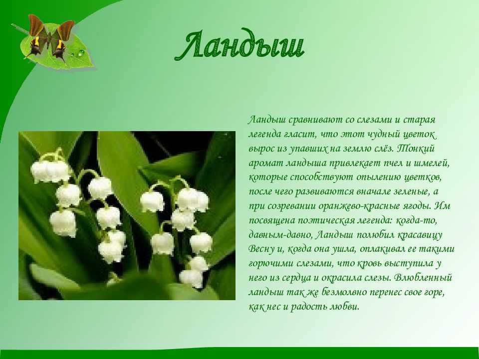 Эссе на тему цветы ,рассуждения помогите срочно дам 100 б.​