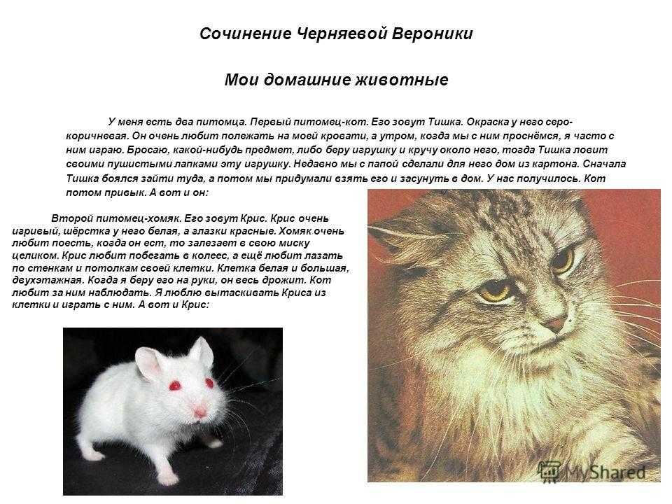Сочинения на тему «моя любимая кошка», 1-7 класс