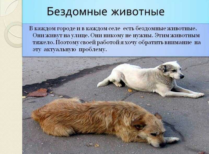 8 сочинений на тему «бездомные животные»