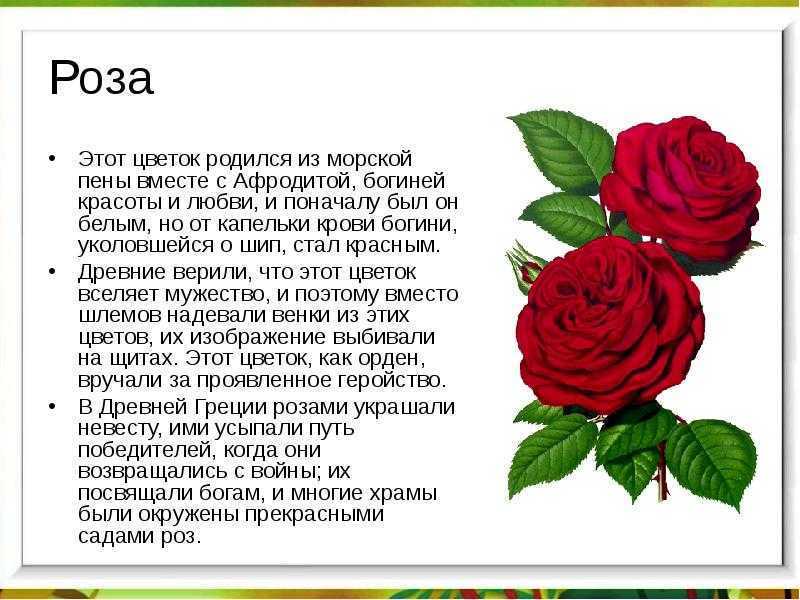 Сочинение на тему: мой любимый цветок (9 вариантов и 3 похожих топика)
