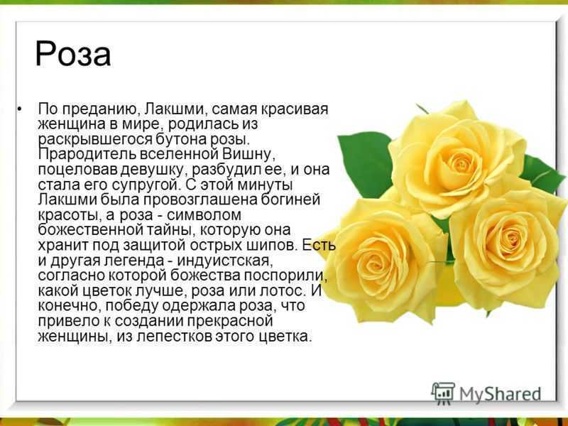 Самые красивые цветы в мире - 30 фото с названиями (каталог)