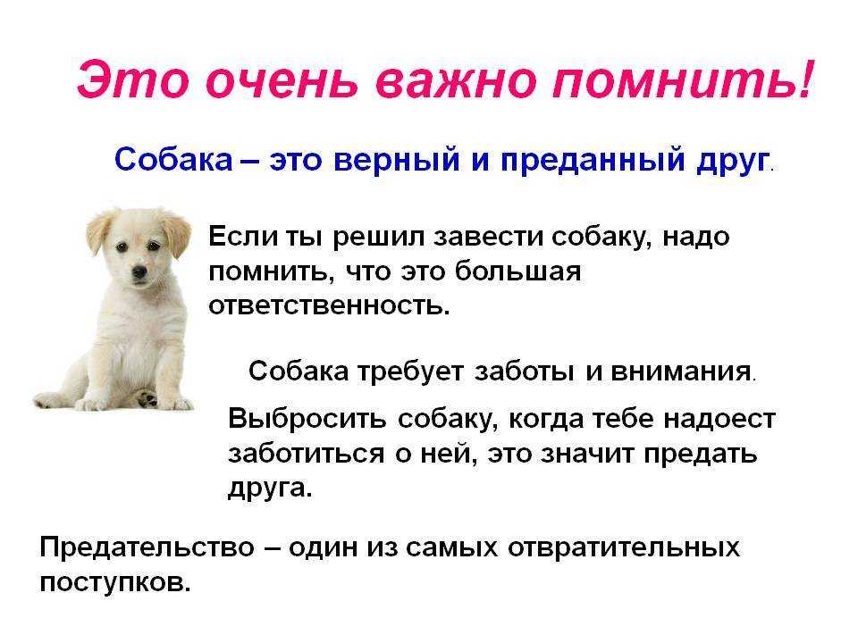 Примеры небольших сочинений на тему «моя собака» (5 класс)