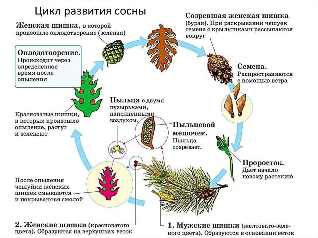«фотография, на которой меня нет» читательский дневник