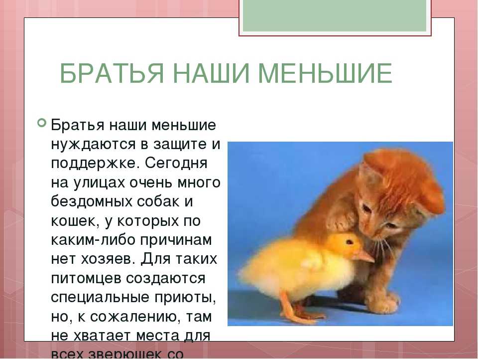 Сочинение на тему братья наши меньшие