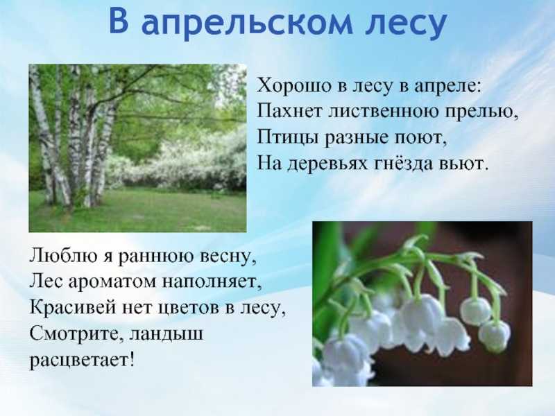 Сочинение на тему лес проснулся