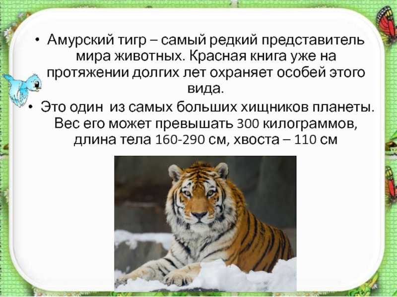 Где живет тигр и чем питается? амурский тигр где живет? амурский тигр - полосатый красавец из красной книги что будет если исчезнет амурский тигр
