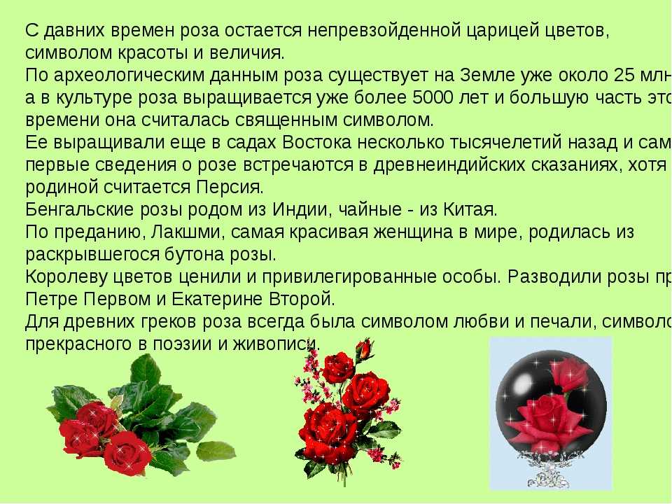 8 сочинений на тему «цветы»
