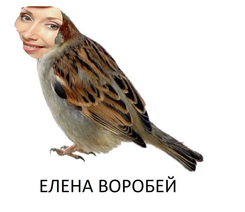 Сочинение на тему: слово не воробей, вылетит – не поймаешь (2 варианта)