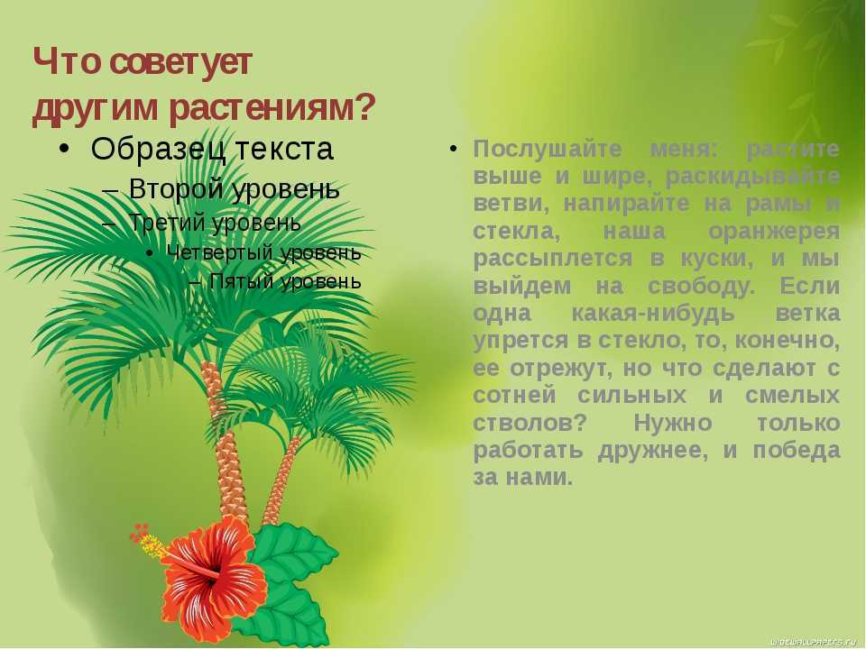 Сочинение по литературе по сказке attalea princeps можно ли считать пальму победительницей