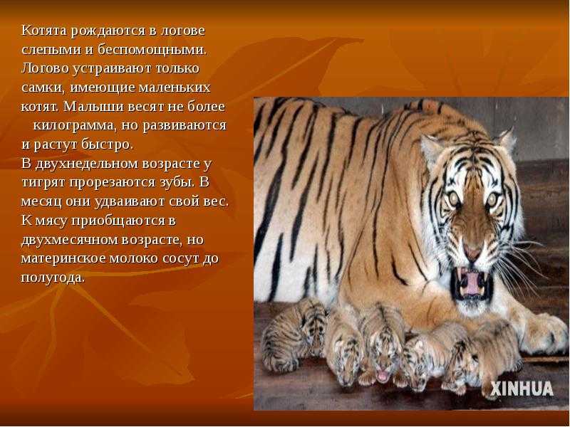 17-20 февраля золотое руно 2023 поднебесная вопросы и ответы