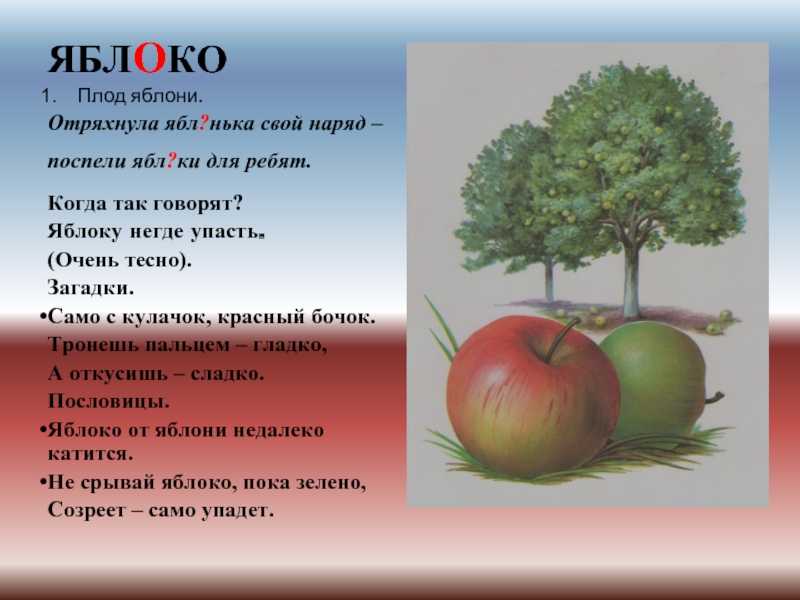 Сочинение про березу описание (2, 3, 4, 5, 6 класс)