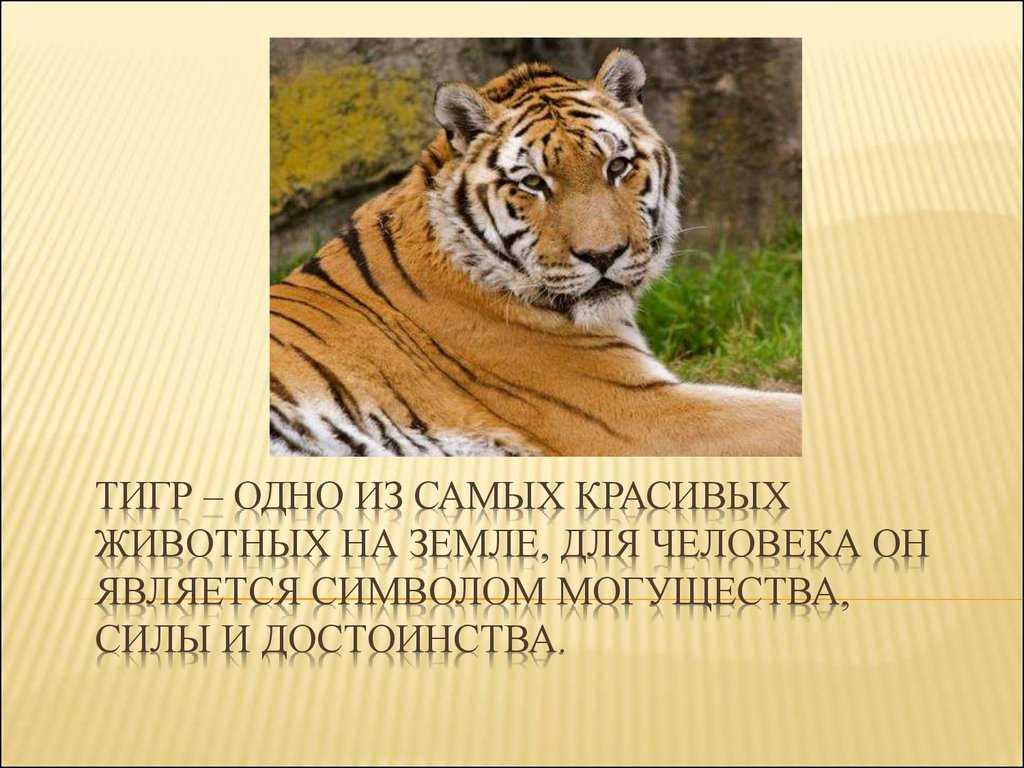 Презентация по биологии на тему  уссурийский тигр  доклад, проект