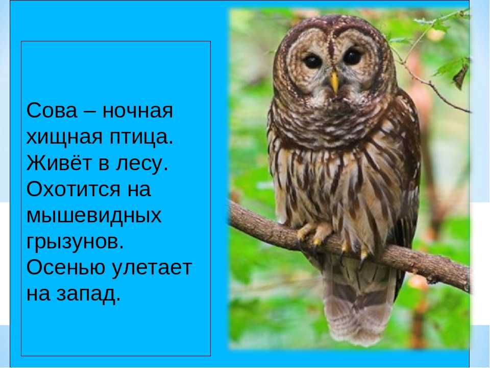 Сова :
                                        виталий бианки. рассказы