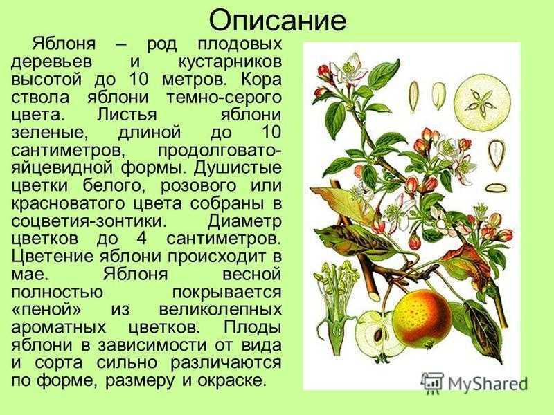 Сочинение по картине первое цветение  ромадина 7 класс
