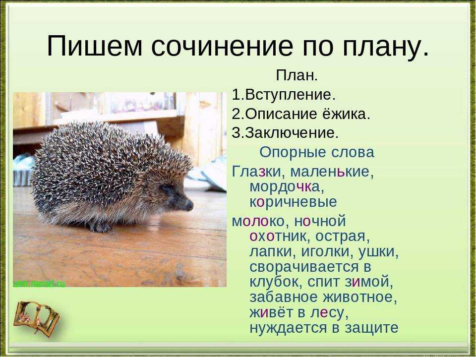 Сочинение про ежика 2 класс литературное чтение