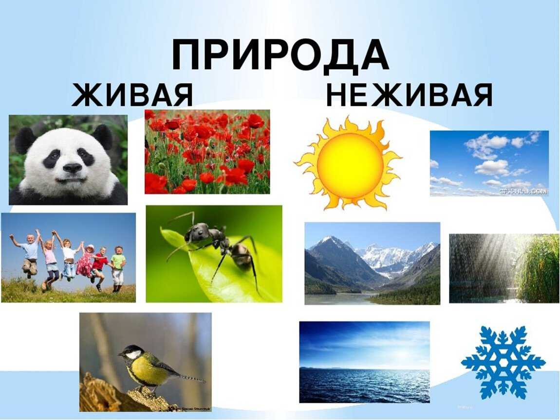 Охрана природы – итоговые сочинения для 7-11 классов огэ и егэ