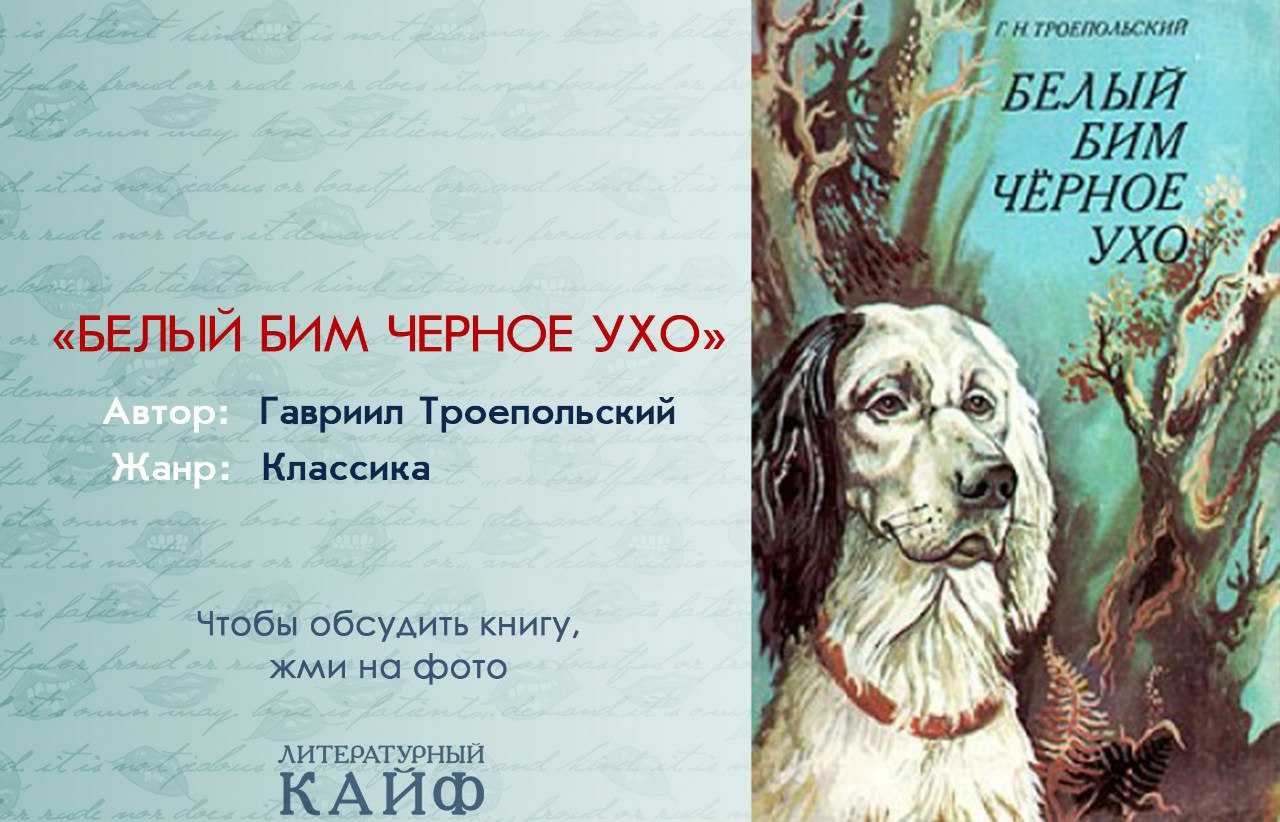 Лучшее сочинение по повести "белый бим черное ухо". сочинение «книга о человечности» (по повести г.троепольского «белый бим черное ухо»)