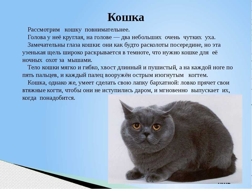 Сочинение мое любимое животное кошка 5 класс
