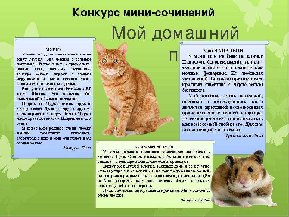 Сочинение мой четвероногий друг 5 класс