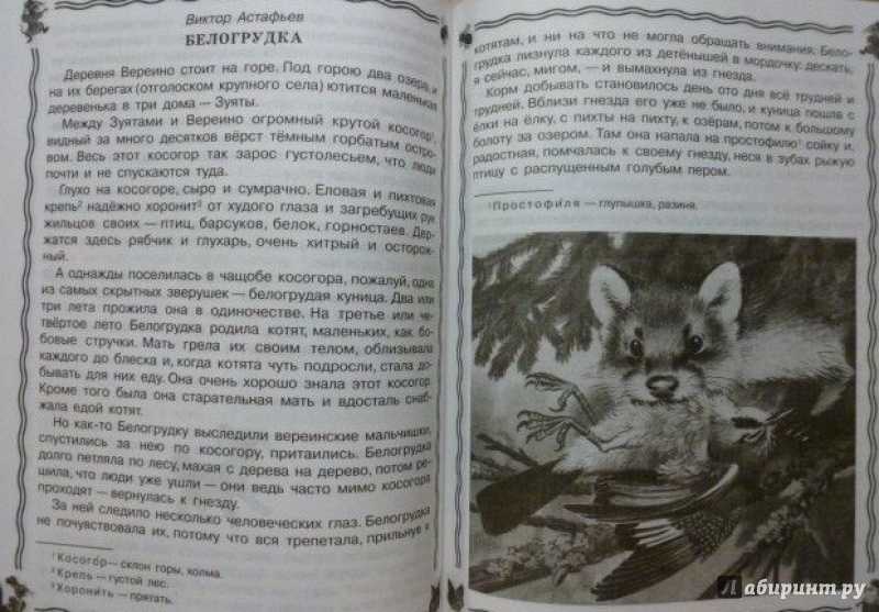 Анализ рассказа белогрудка астафьева - сочинить.ру