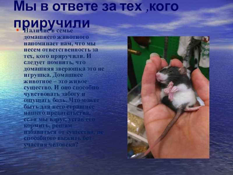 "братья наши меньшие": топ-7 лучших сочинений 2023 года!