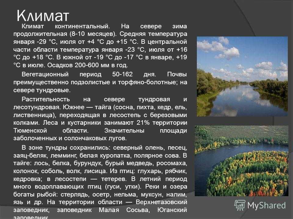 Тюмень - мой город Его считают нефтегазовой столицей нашей страны Наш город расположился на берегу реки Тура Численность жителей 700 тысяч Заложен он был в XVI веке, к его основанию причастны два воеводы