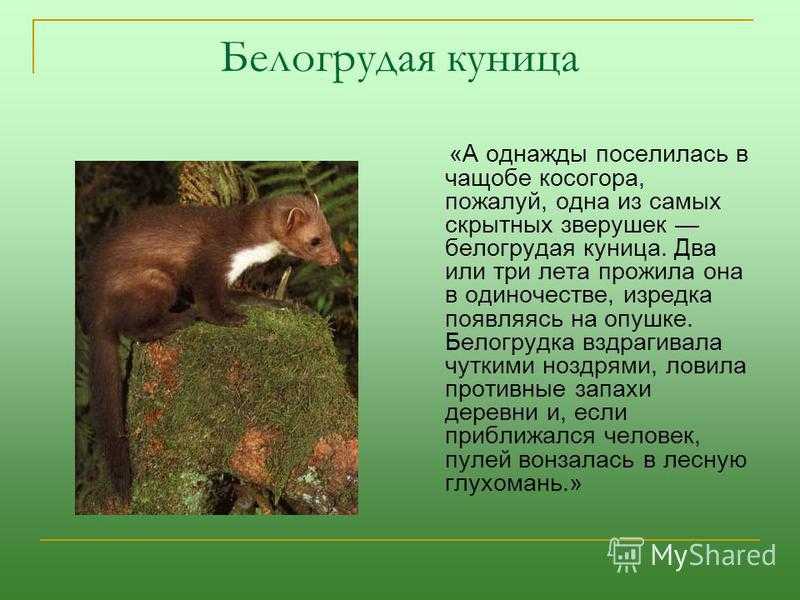 Астафьев виктор рассказ «белогрудка»