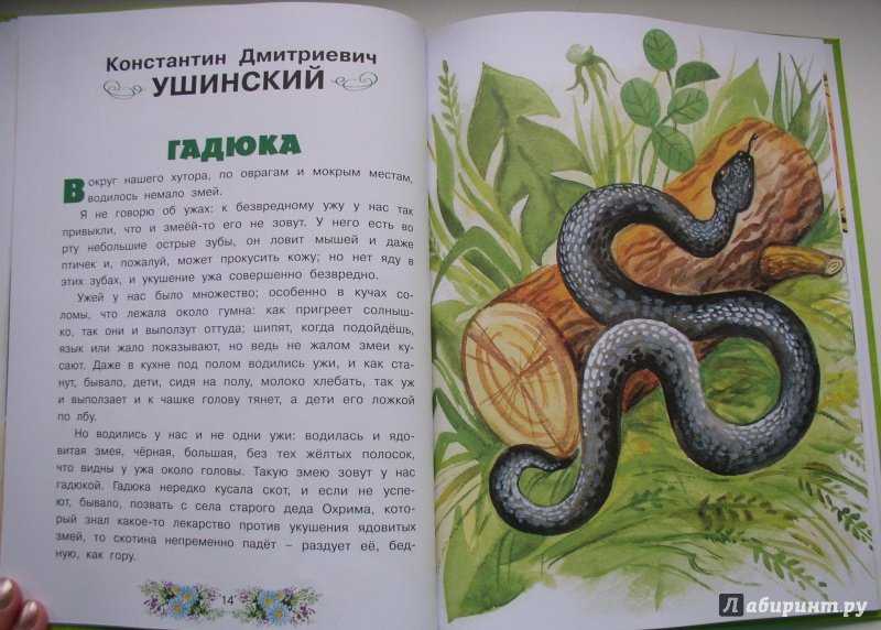 Алексей николаевич толстой, "гадюка": краткое содержание повести - новости, статьи и обзоры