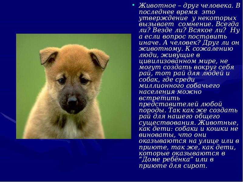 Авторское сочинение на тему бездомные животные