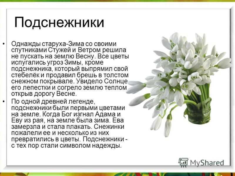 Понемногу: текст на тему "каждый цветок - чудо" по бочарникову для 3 класса