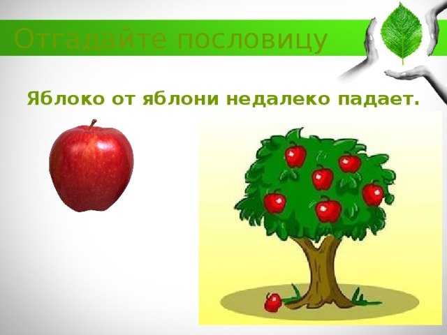 Яблоко от яблони недалеко падает, сочинение