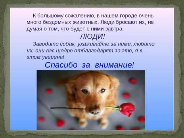 Бездомные животные