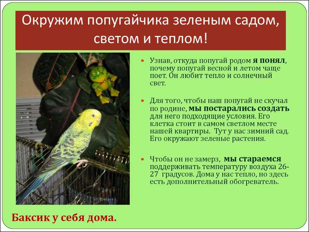 Попугай - мое любимое домашнее животное (мой питомец), сочинение